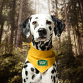 Dalmatian dog wearing a yellow bandana with a brand logo in a forest setting