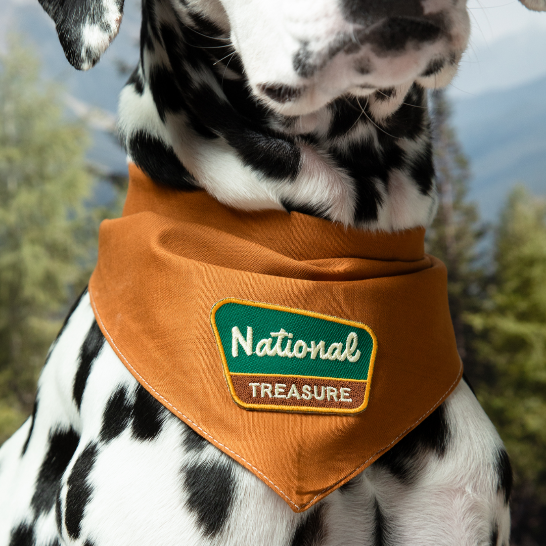 Dalmatian dog wearing an orange bandana with 'National Treasure' text against a blurred natural background