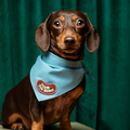 Dog wearing a blue bandana with a 'Team Toe Beans' patch on a green background
